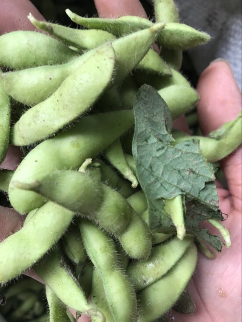 绿宝石毛豆，个头饱满，
