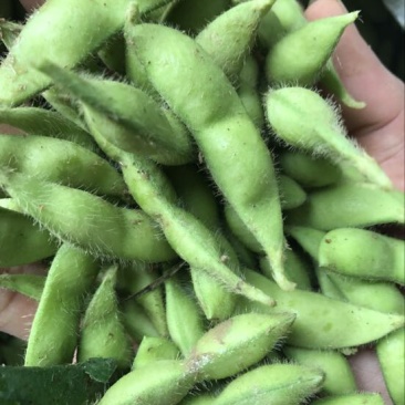 绿宝石毛豆，个头饱满，