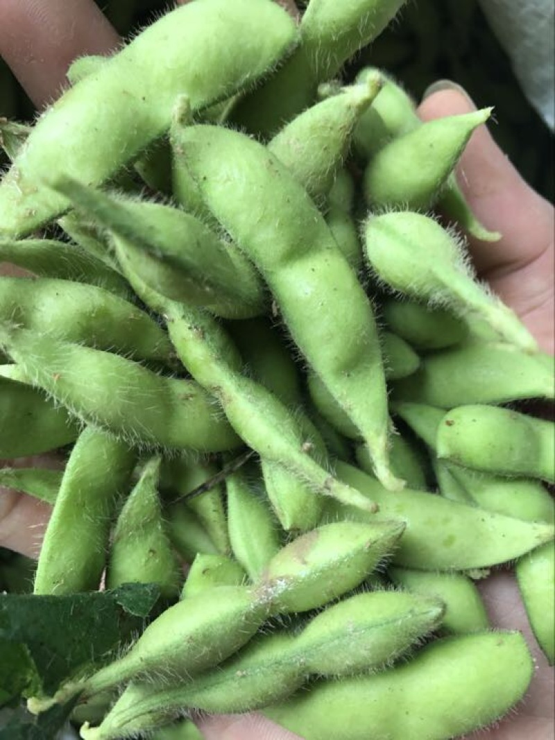 绿宝石毛豆，个头饱满，