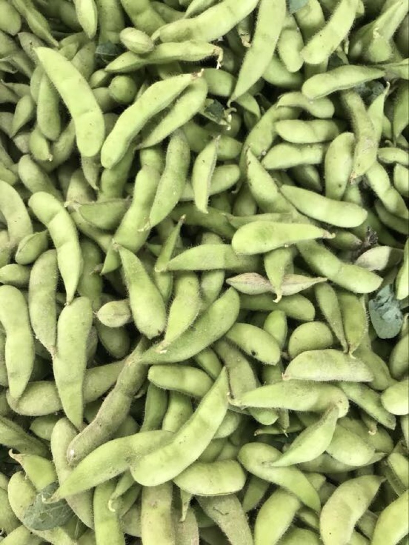绿宝石毛豆，个头饱满，