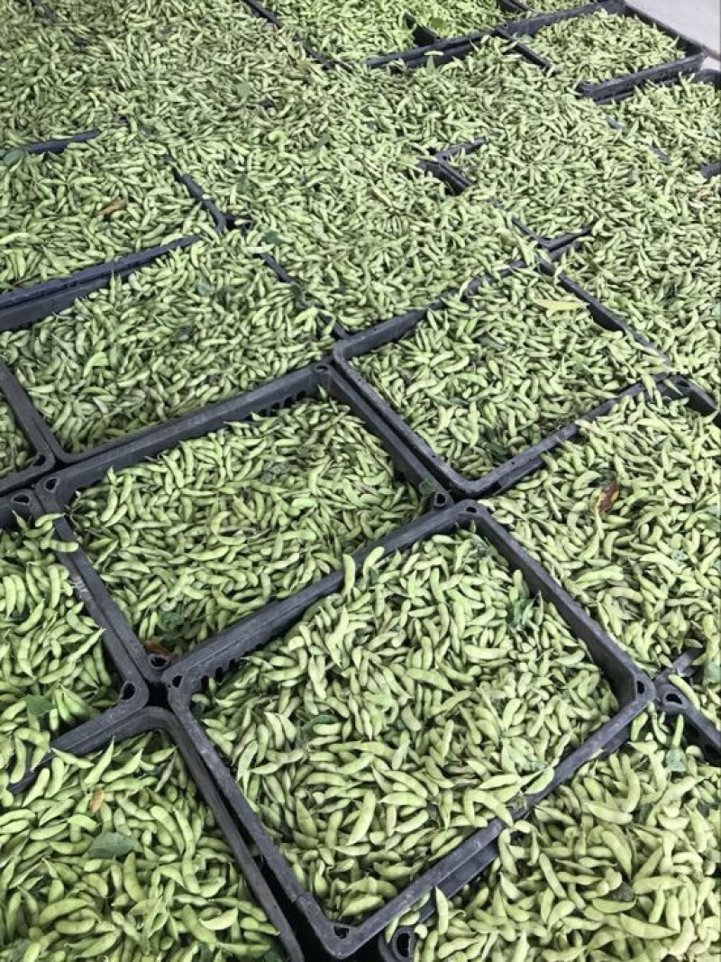绿宝石毛豆，个头饱满，