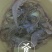 笋干淡笋干