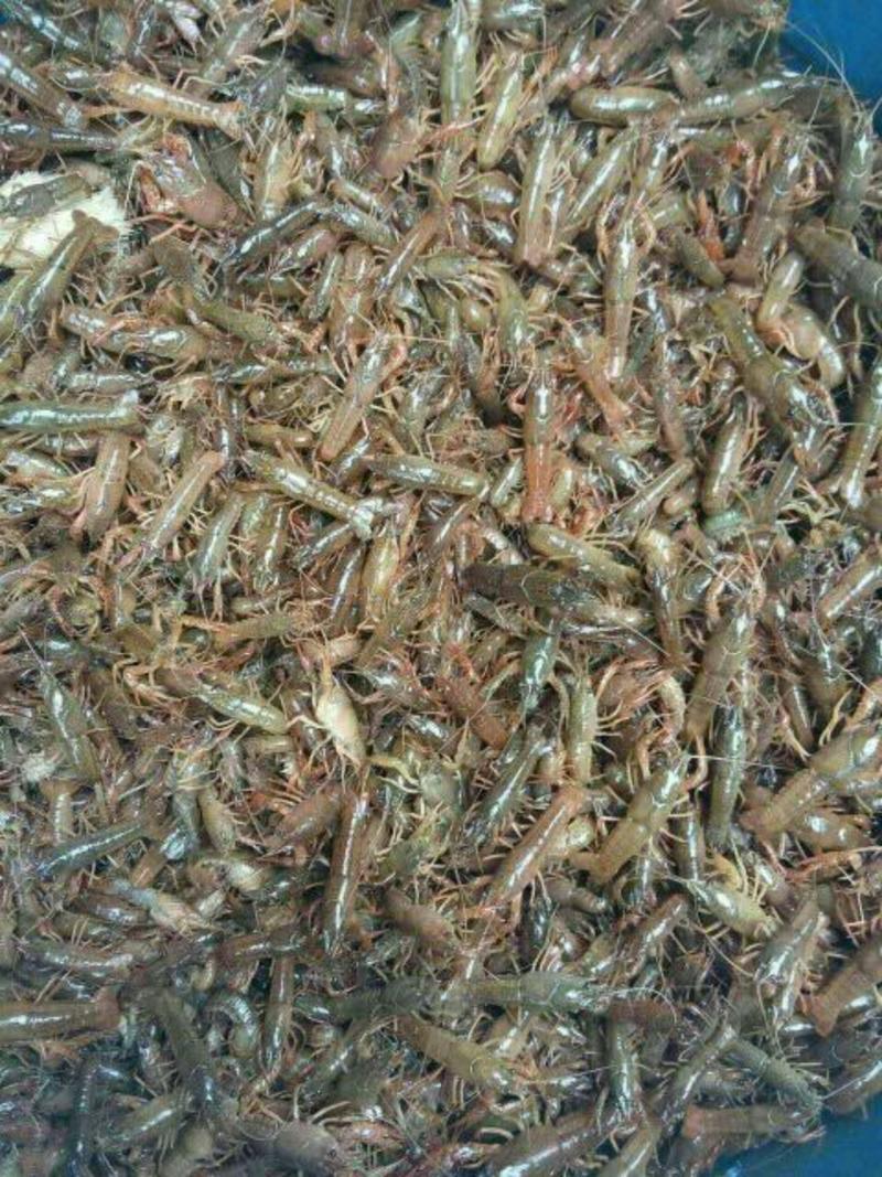 小龙虾小龙虾主养7-9钱（35-45克）虾苗活虾