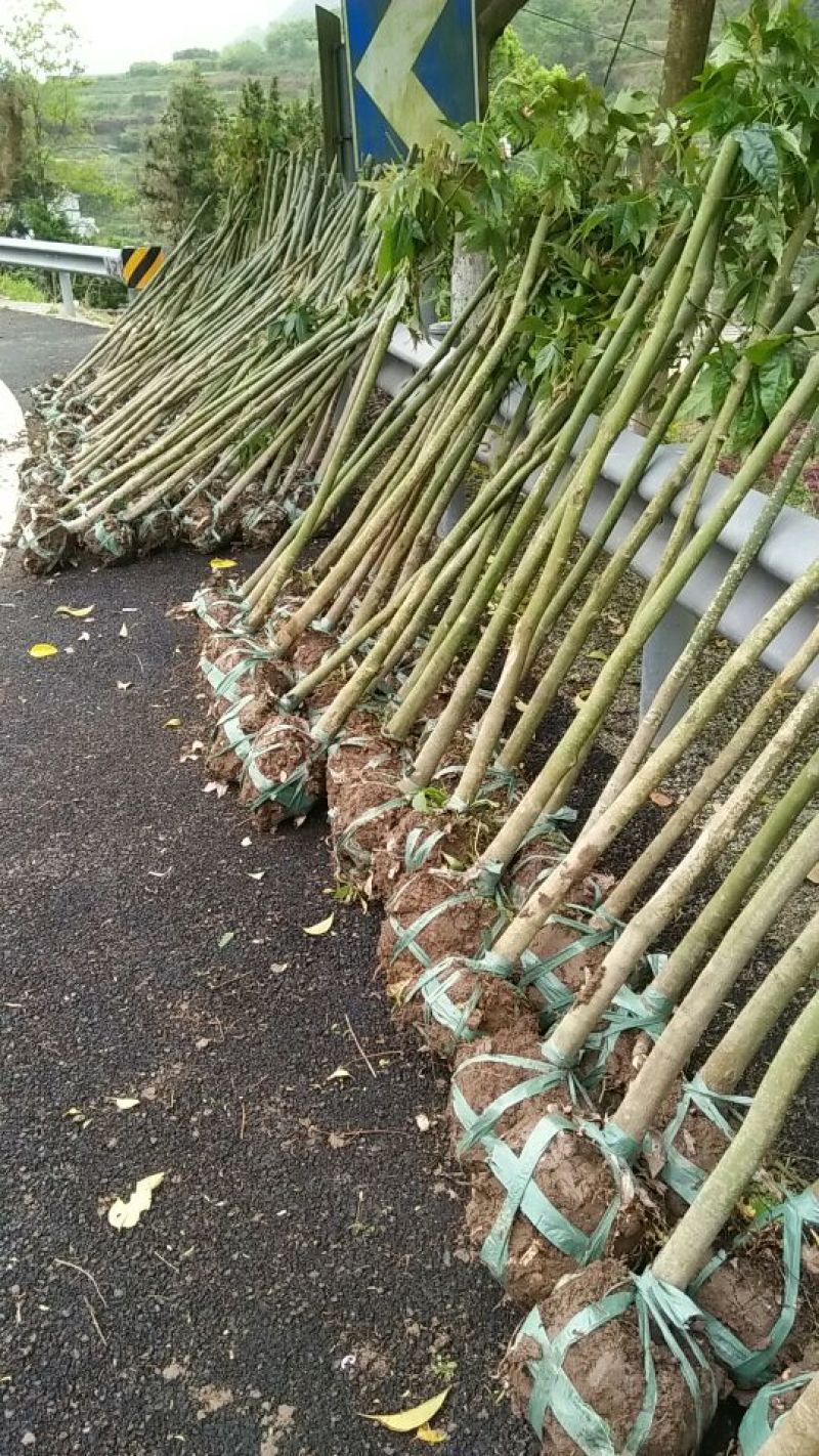 青枫231~260cm