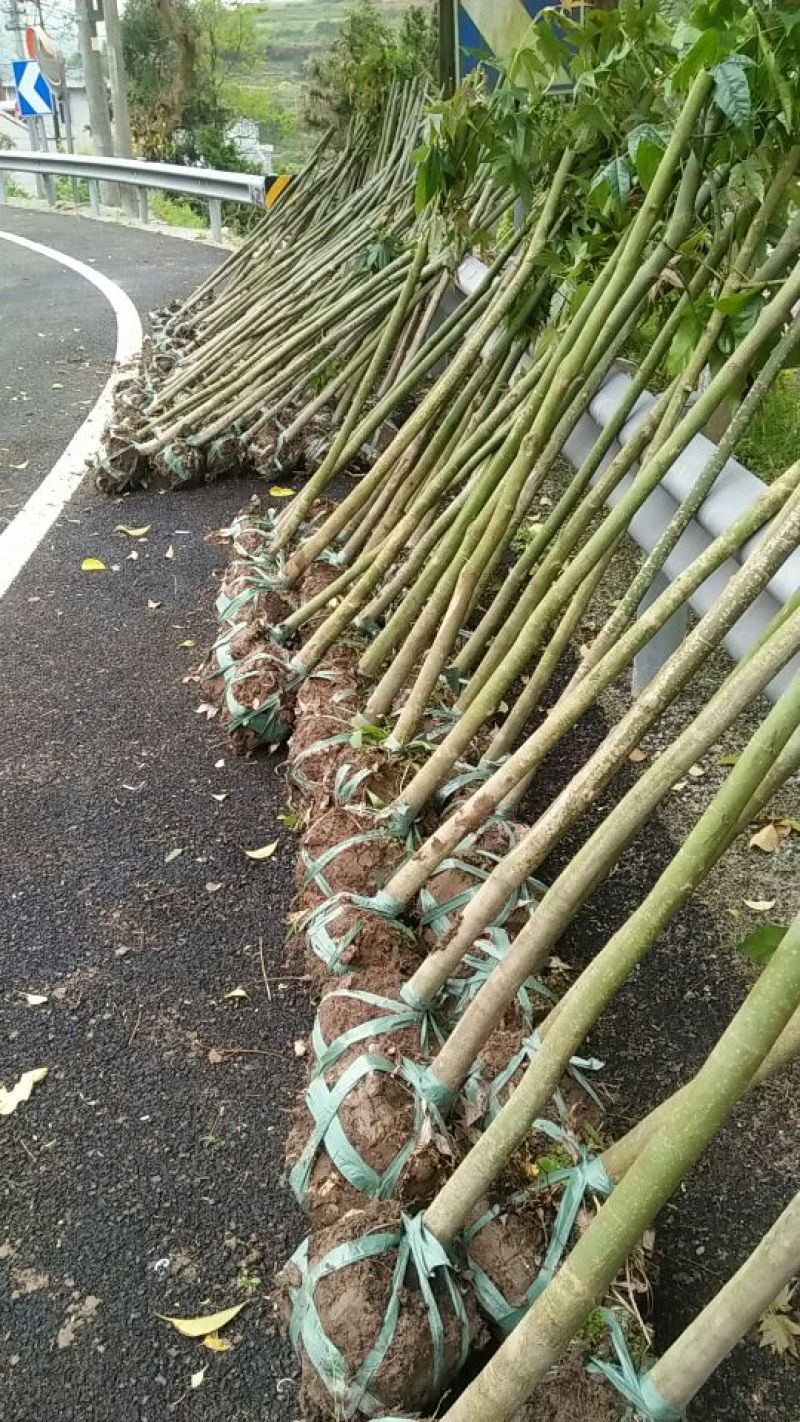 青枫231~260cm
