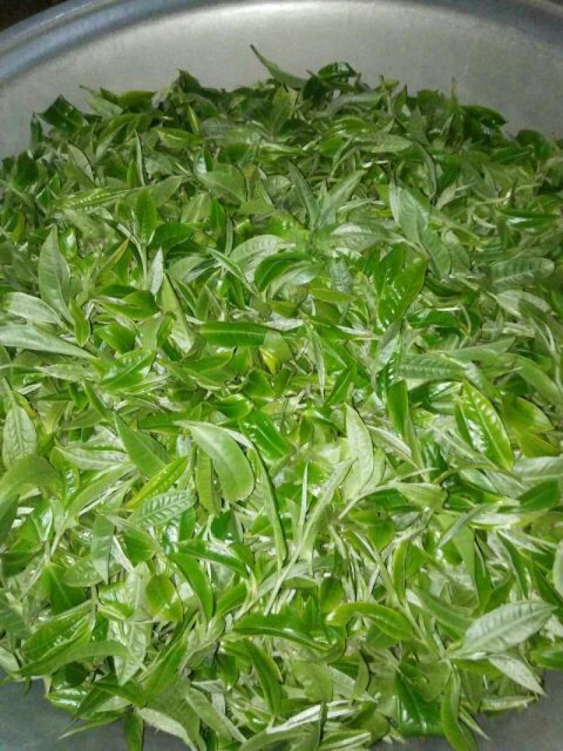 古树茶一级