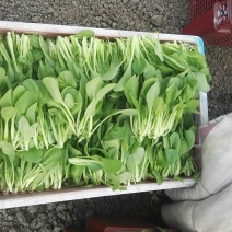 鸡毛菜8~10cm现货自提