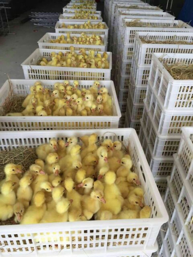 三花鹅苗250g以下