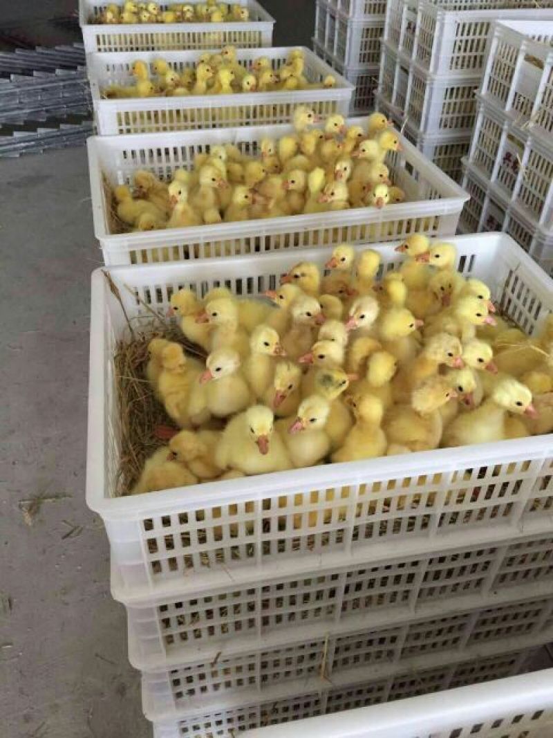 三花鹅苗250g以下