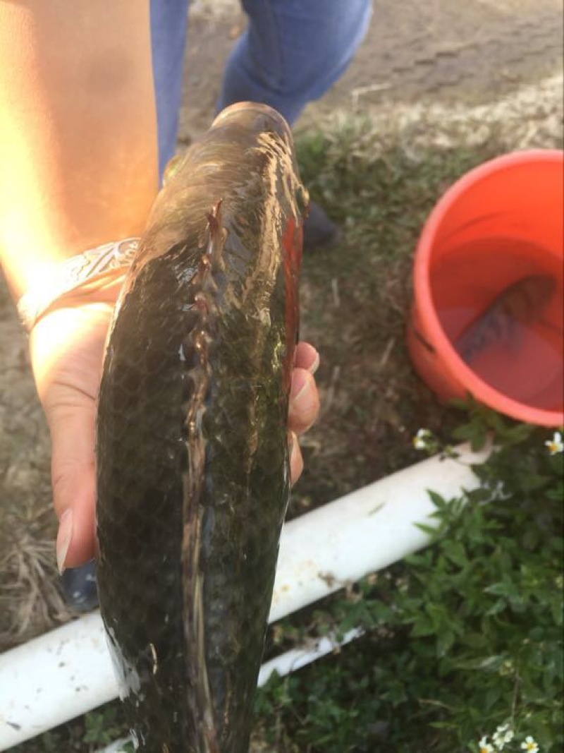 罗非鱼欢迎来电洽谈，谢谢