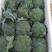 张北耐寒优秀西兰花0.8~1.5斤连续供应3个半月