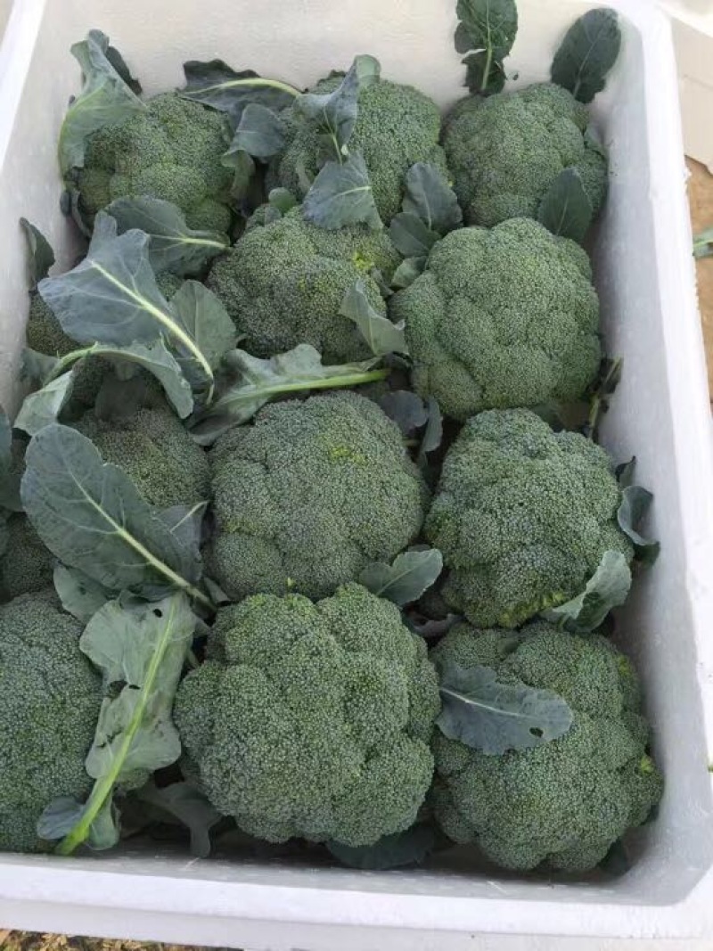 张北耐寒优秀西兰花0.8~1.5斤连续供应3个半月