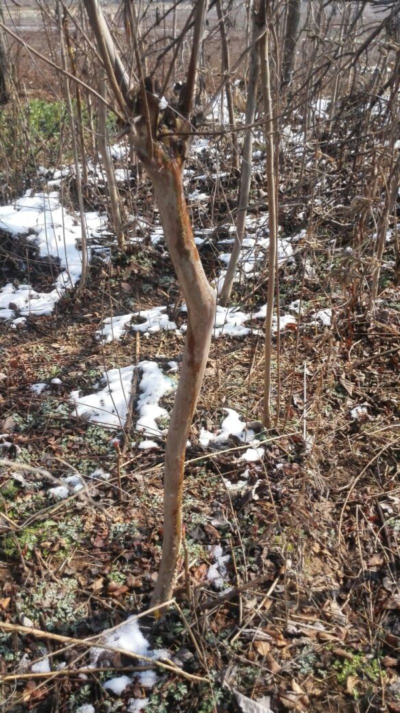 百日红14~16cm1.5~2米1~2米