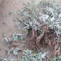 翻白草