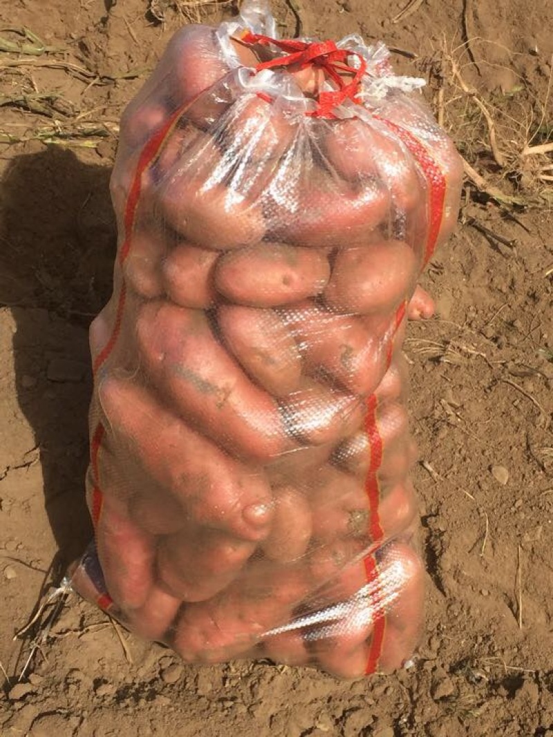 荷兰14土豆