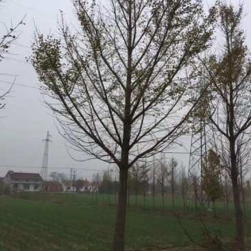 银杏树