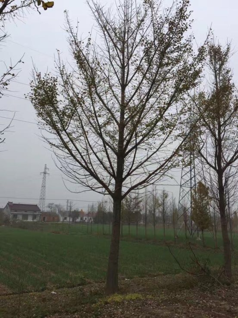 银杏树