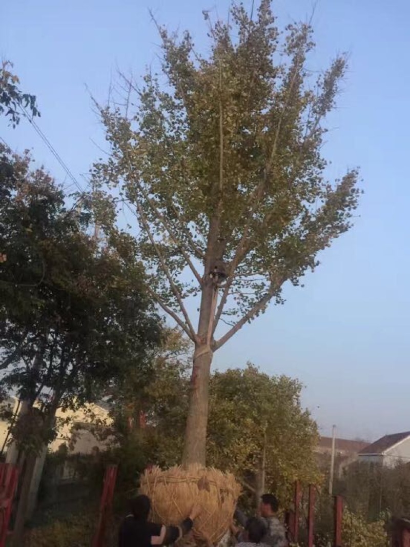 银杏树