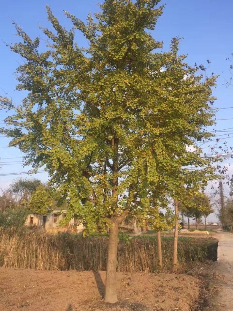 银杏树