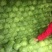 中甘21甘蓝绿甘蓝包菜连续供应3个月