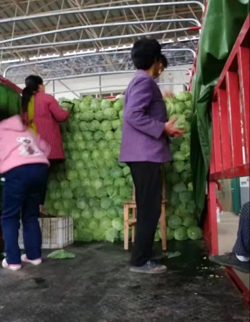 中甘21甘蓝绿甘蓝包菜连续供应3个月