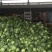 中甘21甘蓝绿甘蓝包菜连续供应3个月