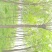 白蜡8~10cm6~8cm