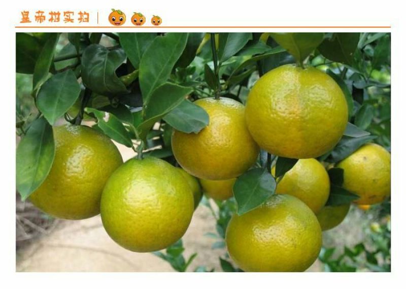 柑橘苗皇帝柑嫁接树苗南北方均可种植包邮价