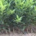 柑橘苗皇帝柑嫁接树苗南北方均可种植包邮价
