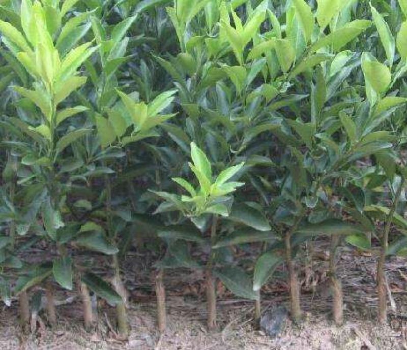 柑橘苗皇帝柑嫁接树苗南北方均可种植包邮价