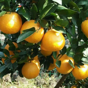 柑橘苗皇帝柑嫁接树苗南北方均可种植包邮价