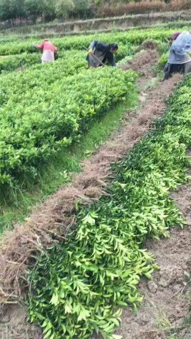 柑橘苗皇帝柑嫁接树苗南北方均可种植包邮价