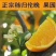 秭归伦晚脐橙基地直发一手货源现摘现发