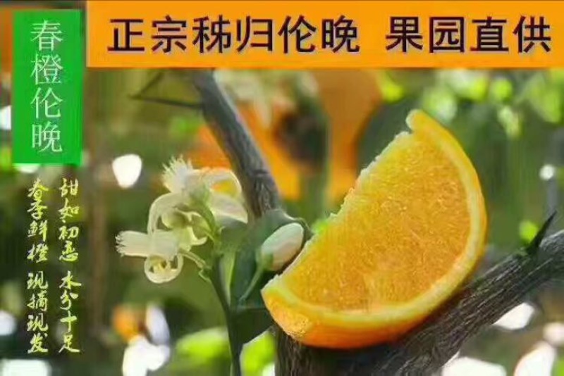 秭归伦晚脐橙基地直发一手货源现摘现发
