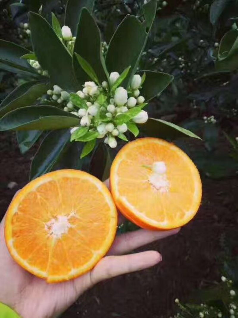 秭归伦晚脐橙基地直发一手货源现摘现发
