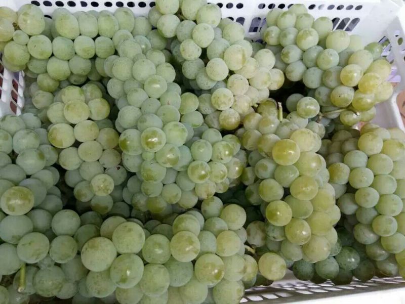 预售：水晶葡萄-套袋果，精品货