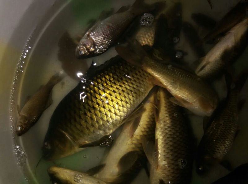 河鲤鱼食用0.5~1公斤