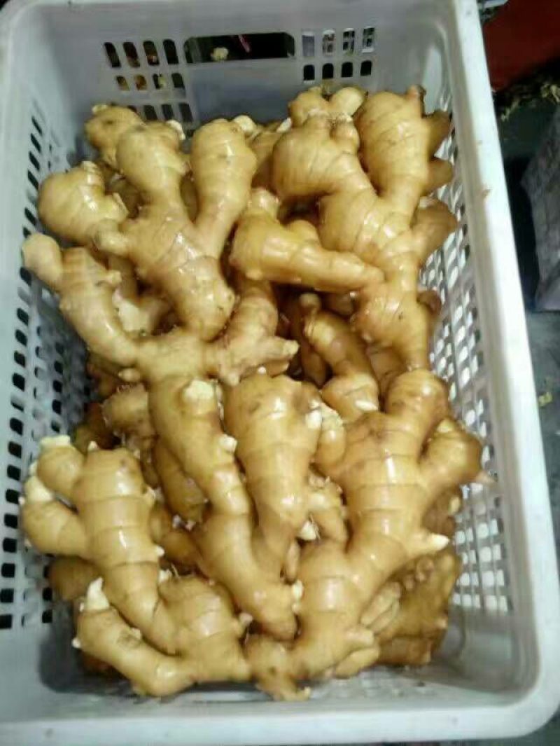 优质--生姜鲜姜姜母--货源充足，质量好，联系优惠力度大