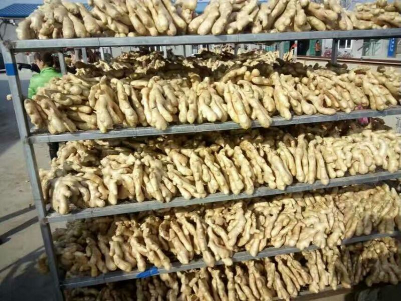 优质--生姜鲜姜姜母--货源充足，质量好，联系优惠力度大