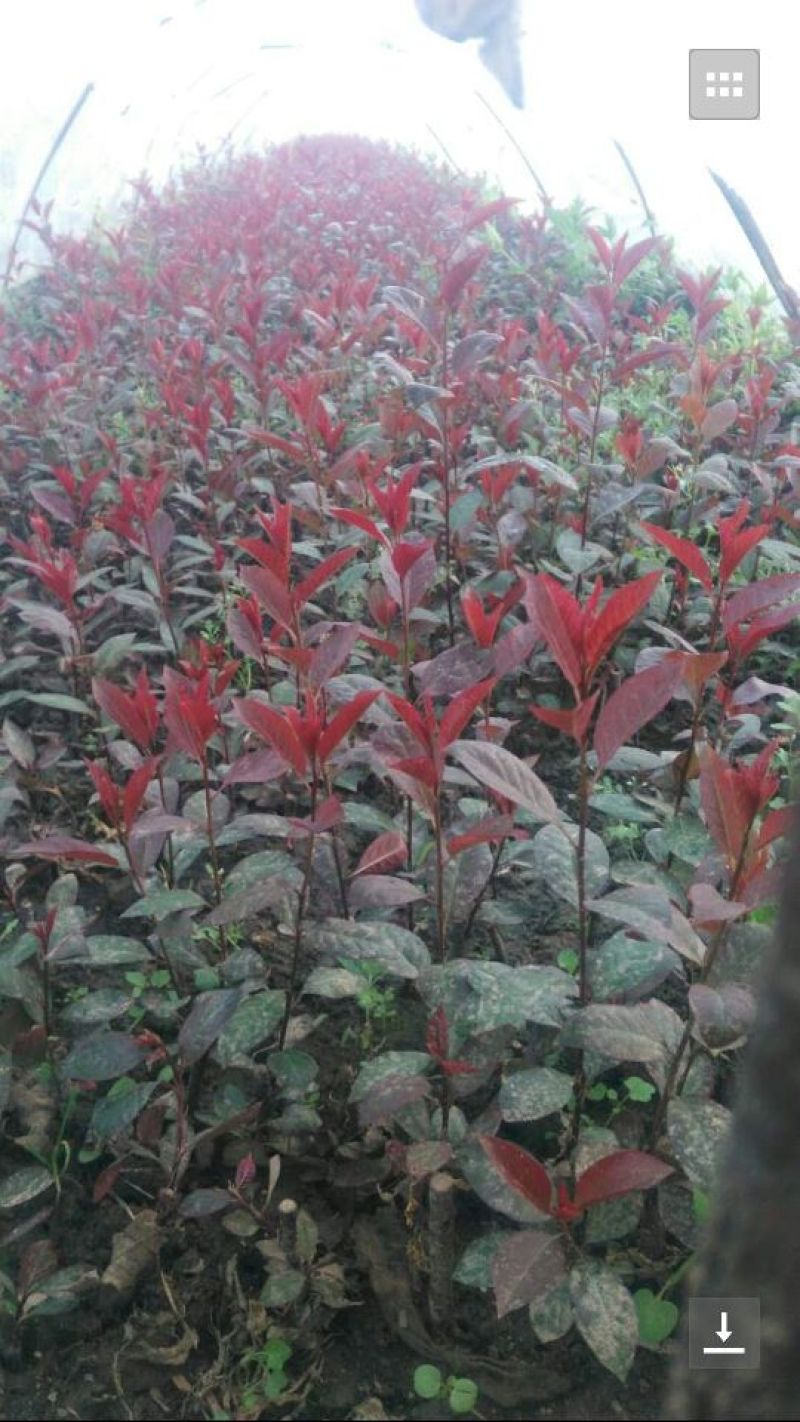 红罗宾苗10~20cm