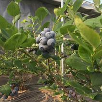 蓝莓12~14mm以上鲜果优质蓝莓，保质保量