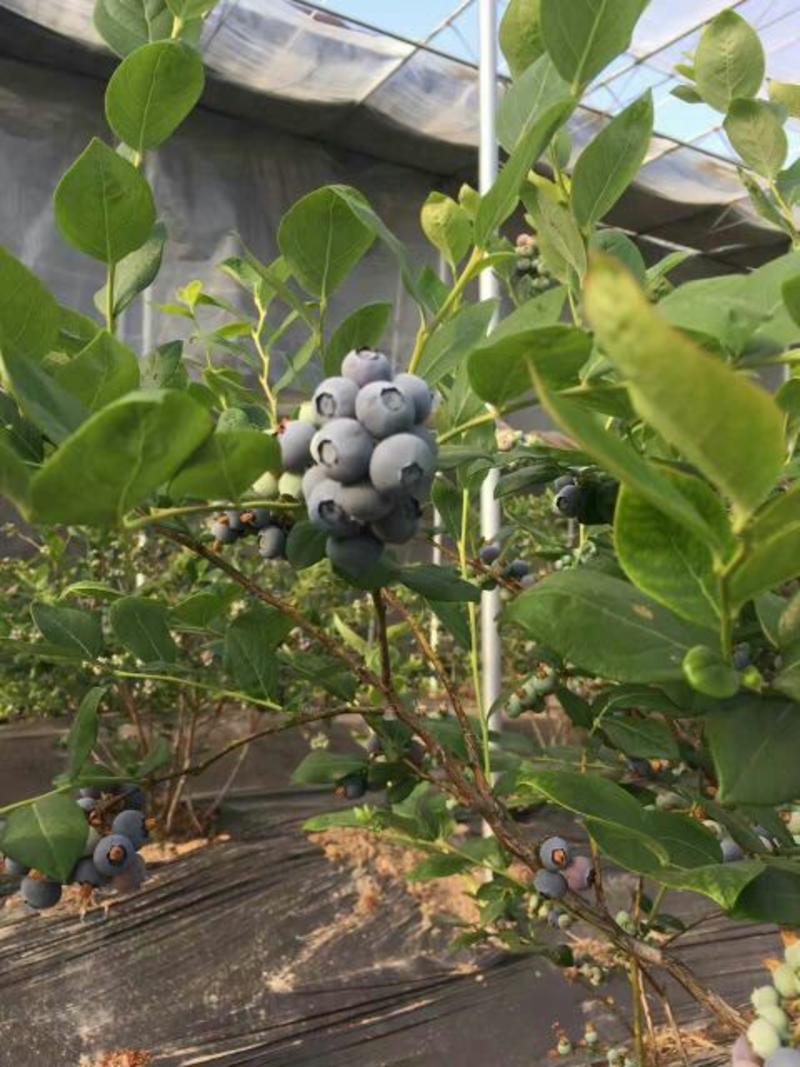 蓝莓12~14mm以上鲜果优质蓝莓，保质保量
