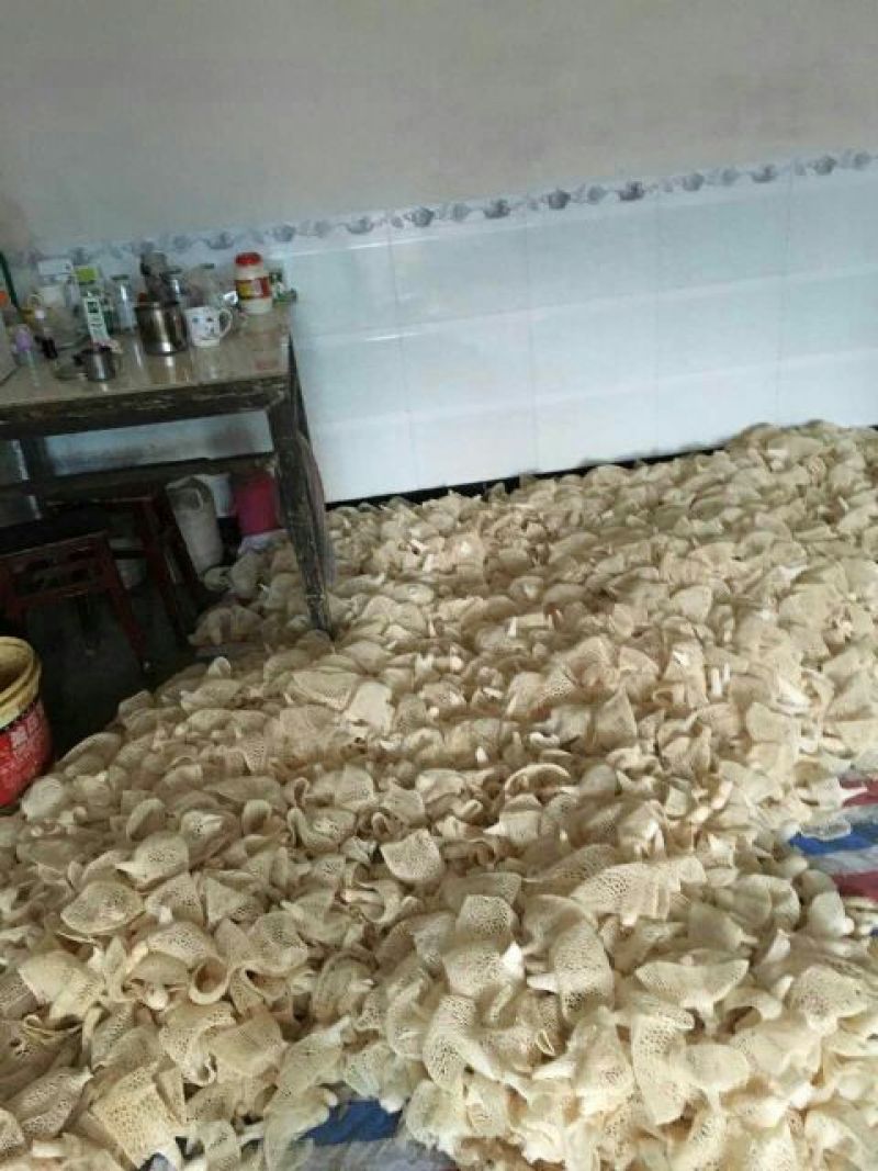 长裙竹荪一级