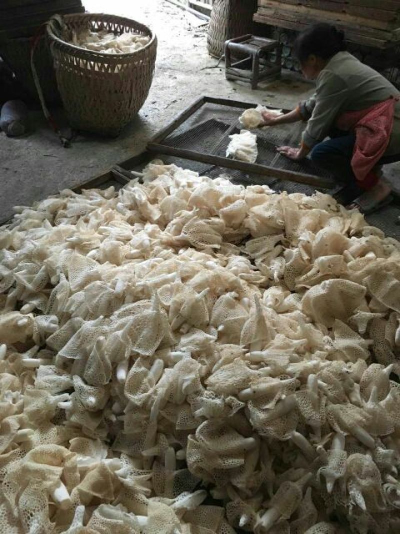 长裙竹荪一级