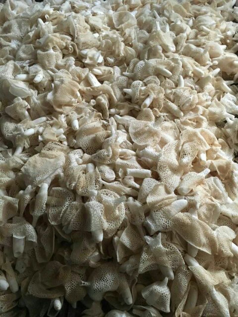 长裙竹荪一级