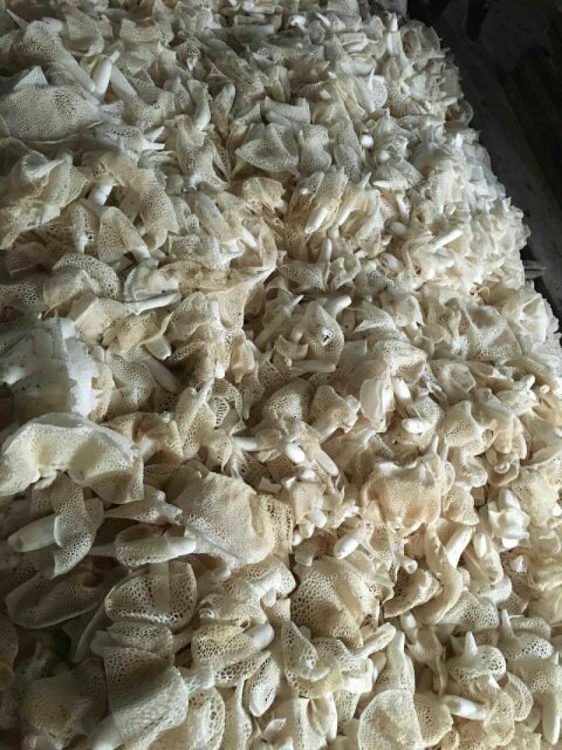 长裙竹荪一级