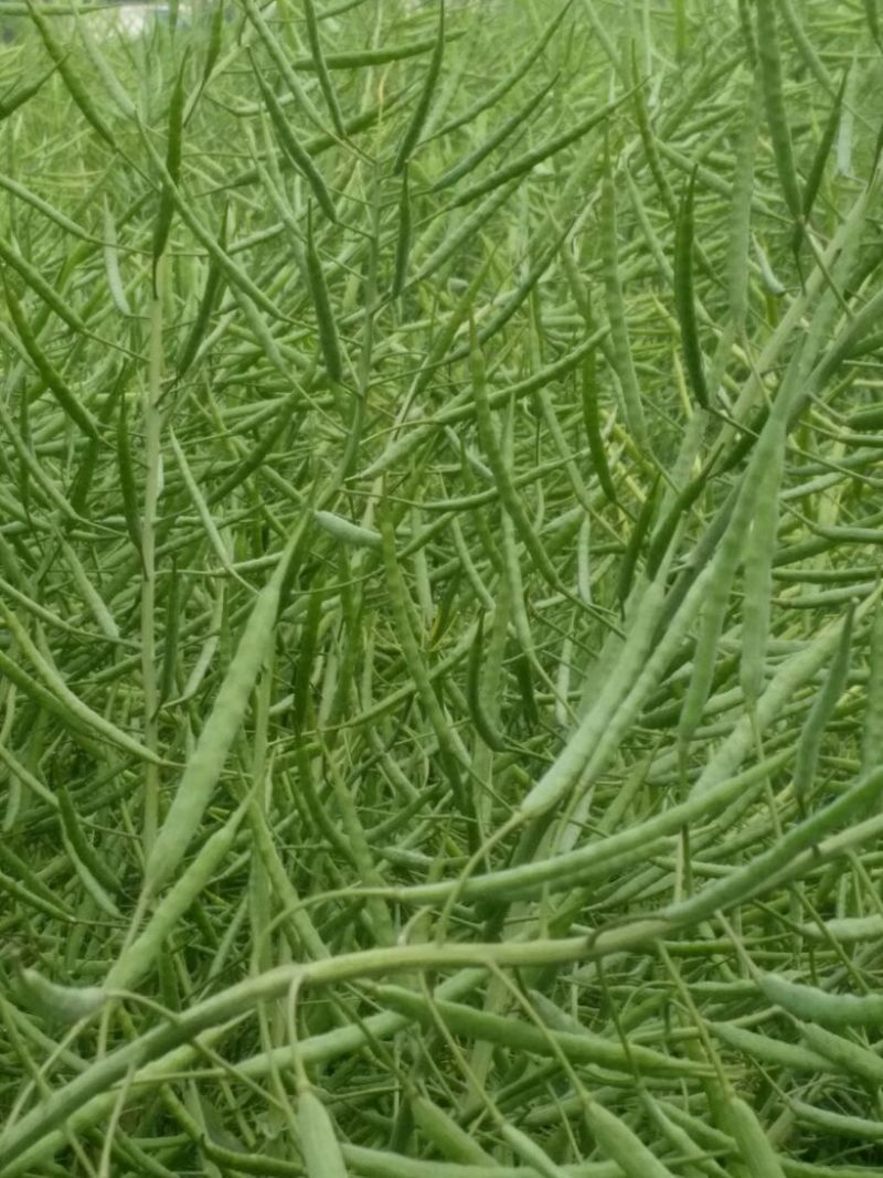 油菜籽2