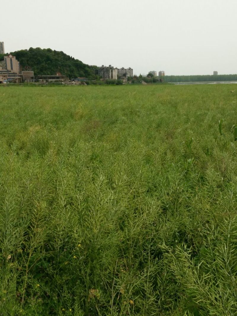 油菜籽2