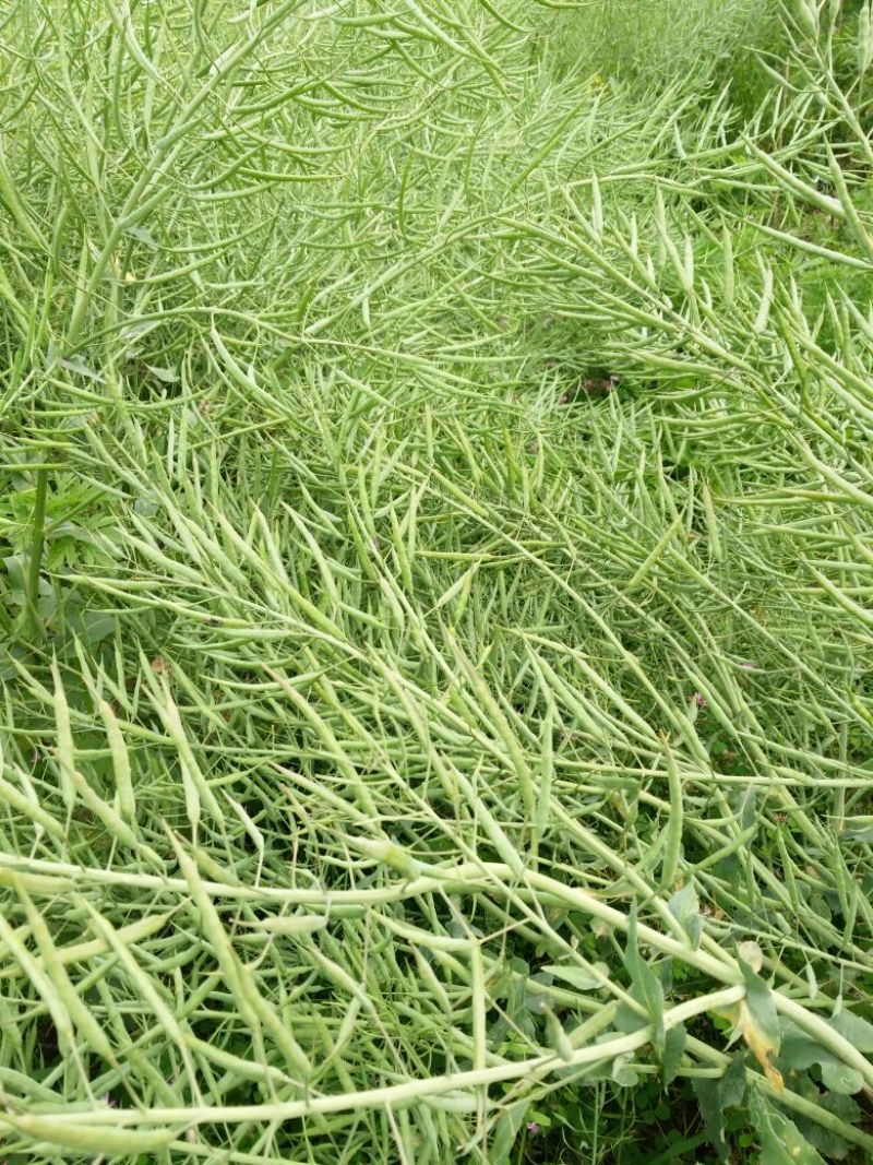 油菜籽2