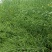 油菜籽2